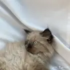 ذكر همالايا للبيع