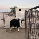 للبيع خروف نجدي مشروط