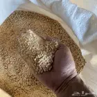 علف فقيه  بيشة