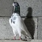 حمام باكستاني تم البيع