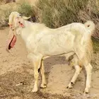 فحل هولندي