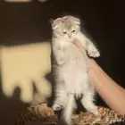 قطه سكوتش فولد بيور