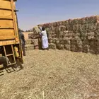 ذرة جيزانية للبيع