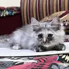 Cat for adoption with her belongings