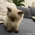 ذكر هملايا للبيع بسعر رمزي