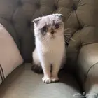 سكوتش فولد قزمة ممي زة