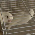 جوز روز البينو