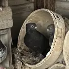 حمام حب الرمان