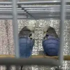 طيور بادجي ازواج