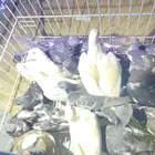 حمام لا صقور جمله 12 زوج الصحه مره فل مشاءالله