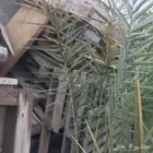 طبليات خشب للبيع