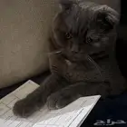 سكوتش للتبني