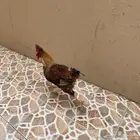 ديك تبني ديكه بلدي