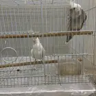 ببغاء كرون أليف يصنفر