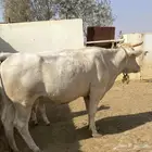 بقرة المانيا