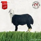 ذبايح تمار تابي