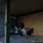 حمام بكستاني