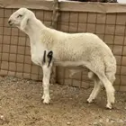مشاريع فحول صنف الصنف