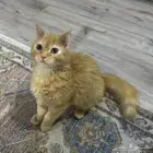 قط مفقود