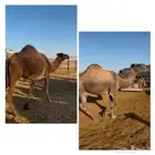 نياق صفر طيبات