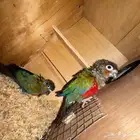 زوج كنيور كريمسون منتج