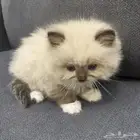 هاف بيكي هملايا مون فيس للبيع انتاج نادر وجميل