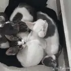 قطاوه للبيع