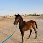 مهره الاب جنوسس الام شعبيه لمهره حاره ولها مستقبل العمر 7