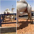 ناقه ام ثالث قعود طيب
