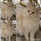 قطة شيرازي للبيع