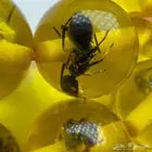 سبحة محشرة (نمل) كامل بكلايت بلجيكي