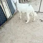 للبيع طلي