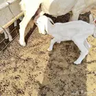 طفل داغور نظيف شرط طلي