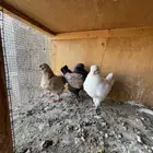 حمام كنق مودينا