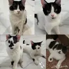 خمسه قطاوه ضايعين مكافأة ماليه لمن يجدهم