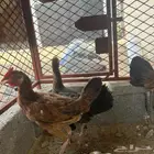 دجاج بلدي للبيع