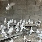 حمام حب رمان