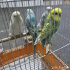 اجواز البادجي