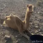 ناقه اول ناب