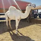 قعود حق للبيع