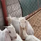 ثادق