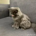 قط شيرازي ذكر