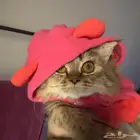 قطه تبني