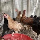 صوص بلدي