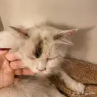 قطه شيرازيه