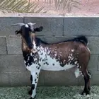 ماعز تيس ولد وعل