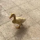 بطه مع اكلها