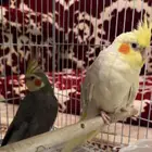 للبيع زوج كروان (كوكتيل)