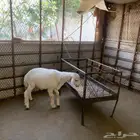 طلي حري العمر 5 شهور