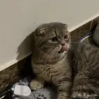 سكوتش فولد ذكر للتزاوج